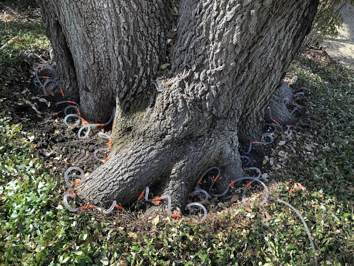 Detailed Tree Cabling and Bracing job site in Fort Covington