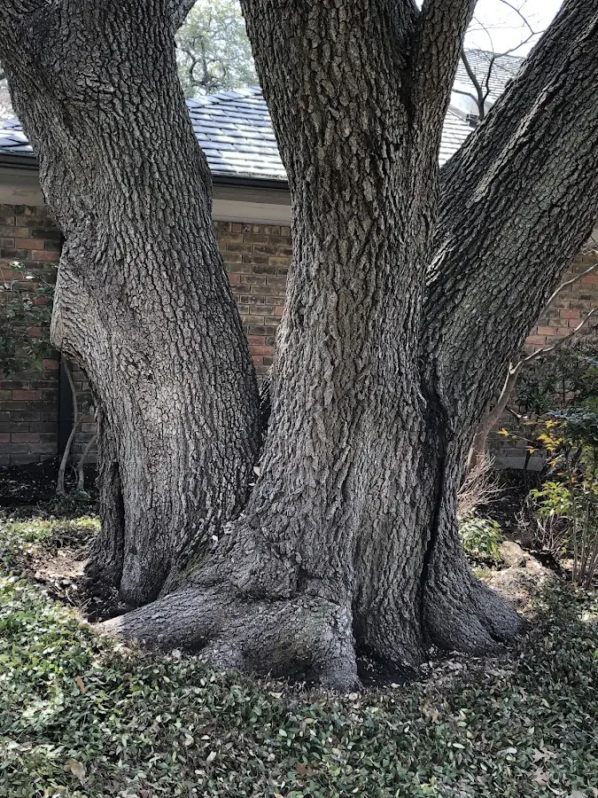 Mature heritage tree close to a Fort Covington property cared for by certified arborists